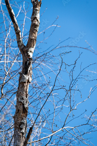 one woodpecker on a leafless tree trunk pounding on the surface with its beak under clear blue sky in the park