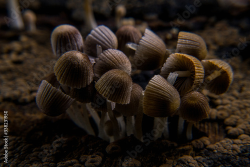 close up of a mushroom