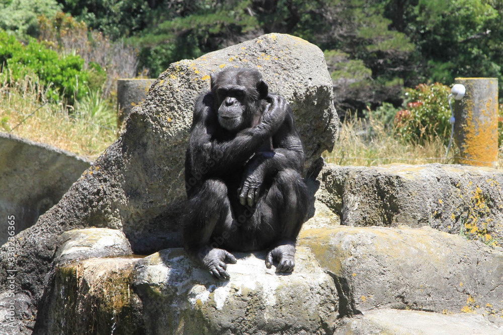 Fototapeta premium chimpanzee