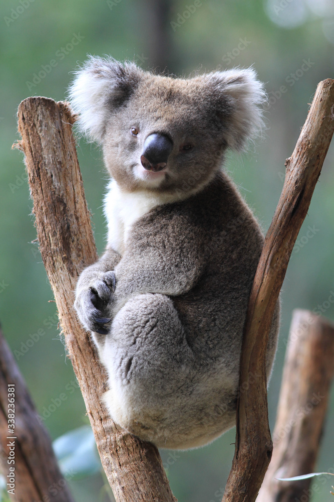 Obraz premium Koala Bear