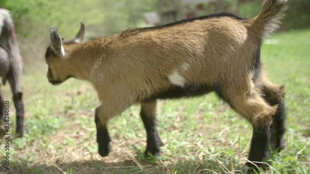 Baby goat walking on farm 