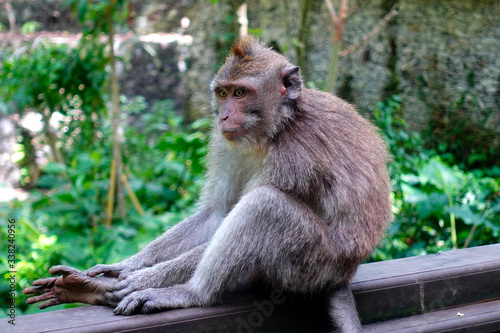 Monkey sitting on wodden railing in monkey forest of Ubud, Bali Island, Februray 2020