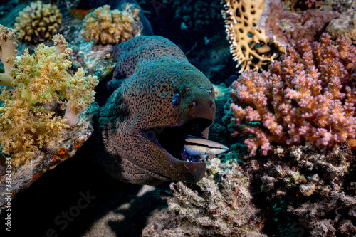 moral eel with fish in mouth