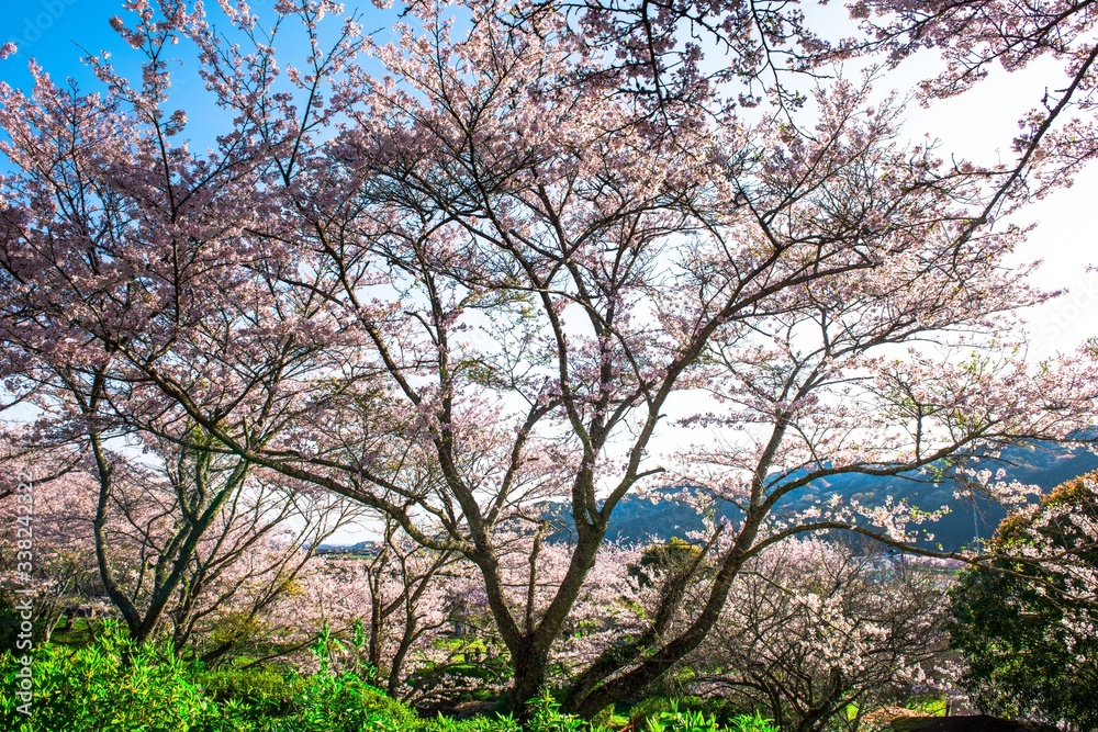 Obraz premium 伝ポジの桜