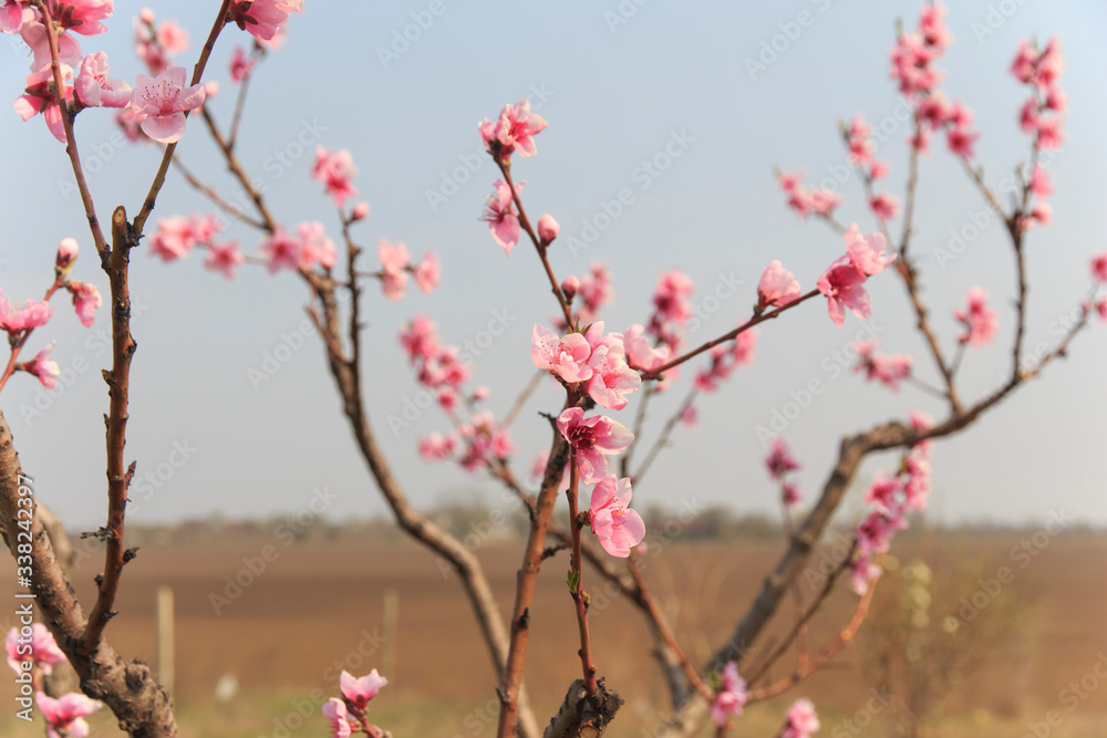 Beautiful flowering branch with pink flowers of a peach tree on a field background Beautiful flowering branch with pink flowers of a peach tree on a field background