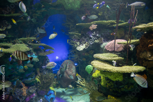 Fototapeta Naklejka Na Ścianę i Meble -  The Ripley Aquarium is a popular Tourist Attraction in Downtown Toronto