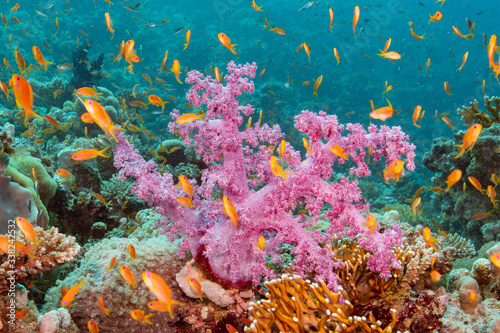 Fototapeta Naklejka Na Ścianę i Meble -  tropical coral reef