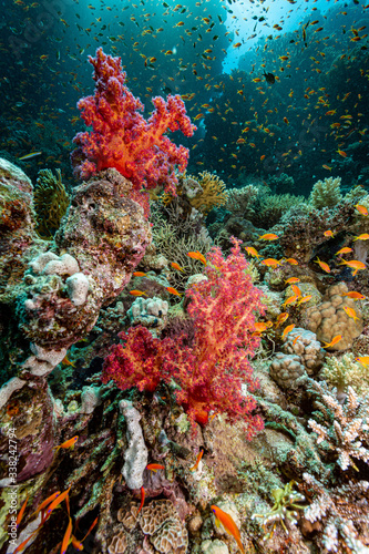 coral reef and fishes