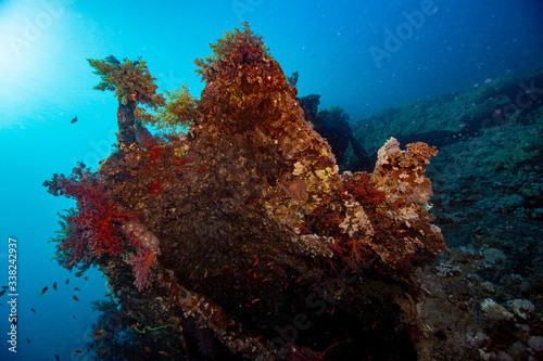 coral wreck