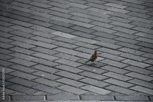 pedestrian crossing the street