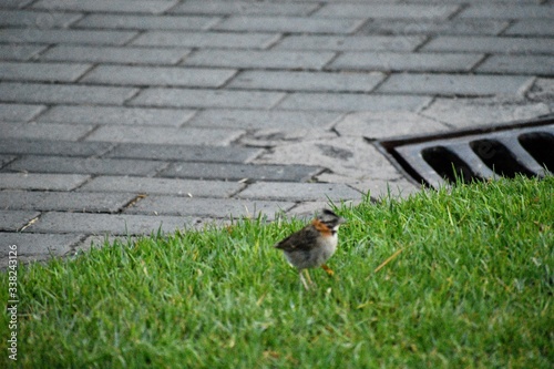 sparrow on the grass