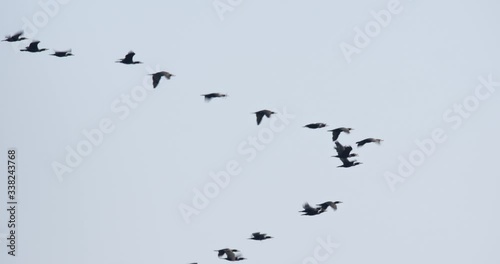 The great cormorant in flight in Lonjsko polje, Croatia photo