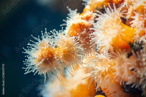 Canvas-taulu Sea anemones