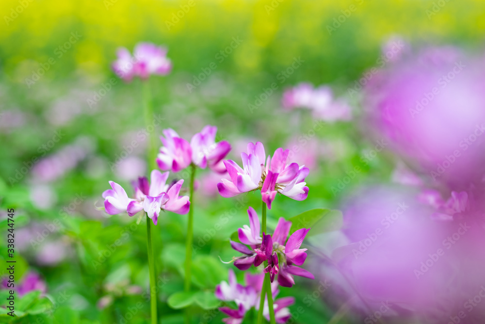 The beautiful and dreamy purple clouds in spring The beautiful and dreamy purple clouds in spring