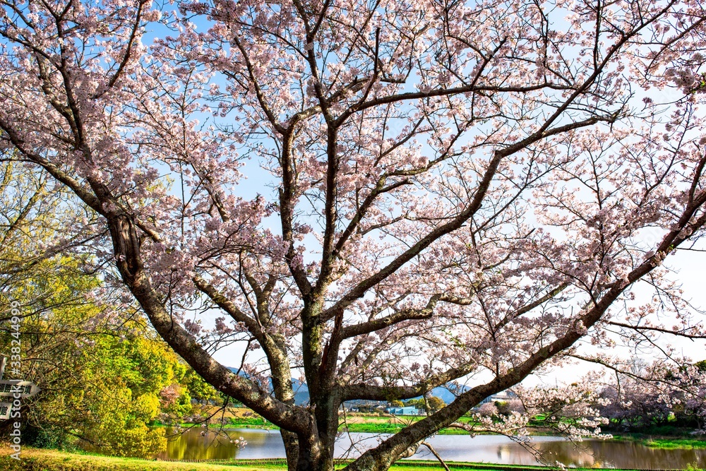 風土記の丘の桜