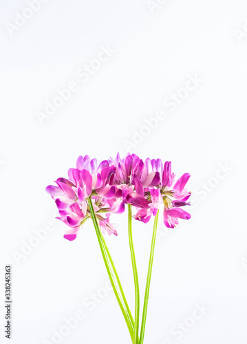 Fototapeta Naklejka Na Ścianę i Meble -  Beautiful purple cloudflower flowers on white background