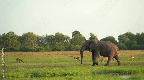 Khwai river - herd of elephant sunset. Wildlife scene from nature. Group of African elephants drinking at a waterhole lifting their trunks, Okavango, Botswana, Africa.                         