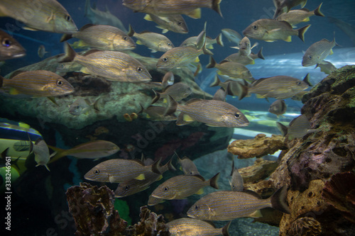 The Ripley Aquarium is a popular Tourist Attraction in Downtown Toronto