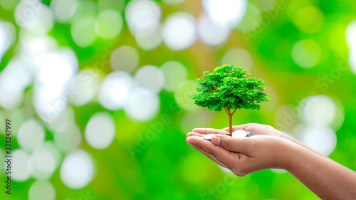 The tree is planted on a coin in the hands of humans with a natural green background, blurring the concept of plant growth and financial growth.