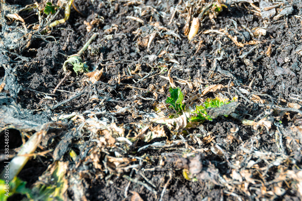 closeup fertile soil in spring after fertilizing with green manure planted since autumn, selective focus closeup fertile soil in spring after fertilizing with green manure planted since autumn, selective focus