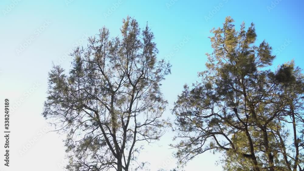 green leaves bamboo tree blowing in wind, leaf on blue background, Tree branch blowing in wind, green grass against blue sky green leaves bamboo tree blowing in wind, leaf on blue background, Tree branch blowing in wind, green grass against blue sky