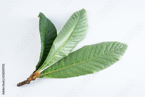 Loquat leaves on white background