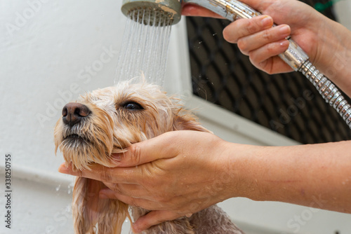 シャワーするキャバプー