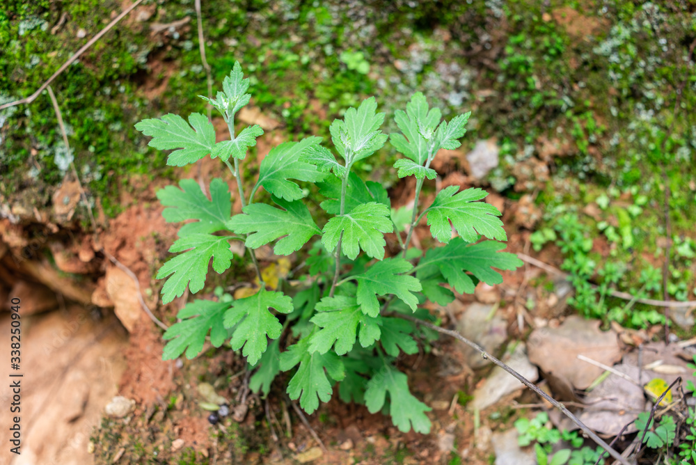 Chinese herbal medicine wild chrysanthemum plant growing in spring Chinese herbal medicine wild chrysanthemum plant growing in spring