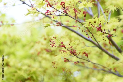 Japanese maple flowers / Sapindaceae deciduous tree