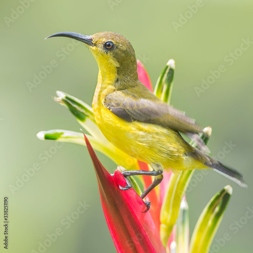 Olive-backed sunbird in the botanical gardens in Singapore.  Cinnyris jugularis photo