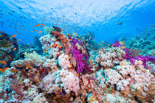 Fototapeta Naklejka Na Ścianę i Meble -  coral reef and fishes