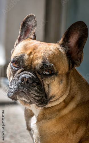 Bulldog Francés Retrato luz natural © Pablo