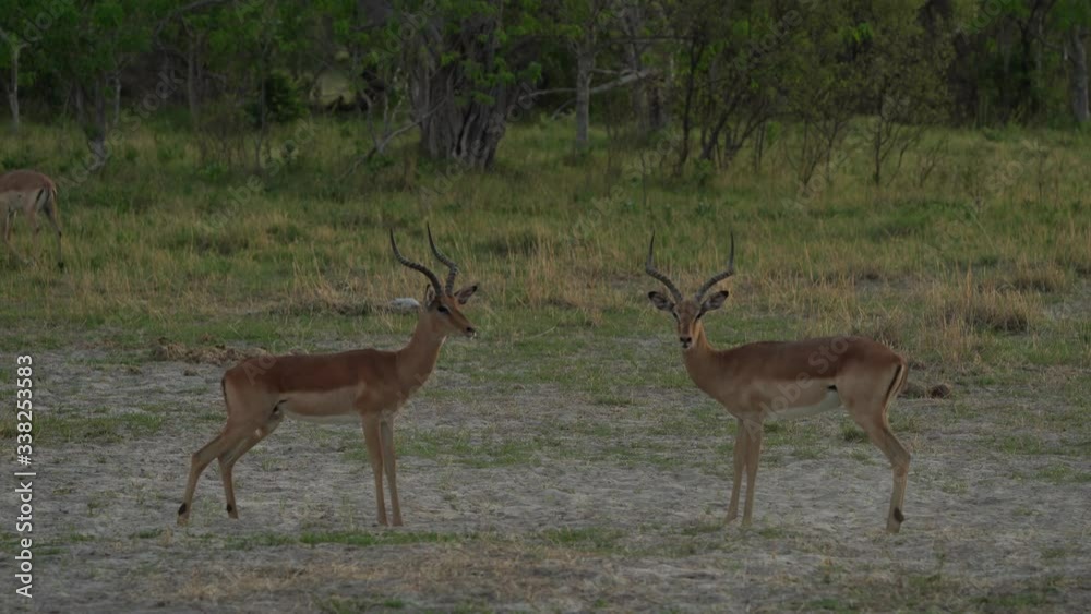 Impala fight. Impala in golden grass. Beautiful impala in the grass with evening sun. Animal in the nature habitat. Sunset in Africa wildlife. Antelope lying in the grass savannah, Okavango, Botswana Impala fight. Impala in golden grass. Beautiful impala in the grass with evening sun. Animal in the nature habitat. Sunset in Africa wildlife. Antelope lying in the grass savannah, Okavango, Botswana