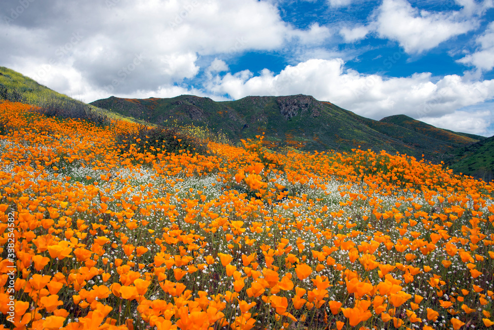 Spring super bloom of poppies with fluffy clouds in Walker Canyon, Lake Elsinore