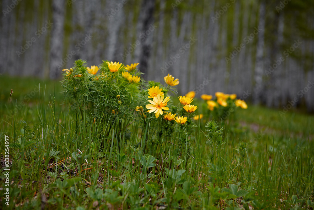 Obraz premium Wild spring bright yellow flower Adonis vernalis in the glades of the birch forest