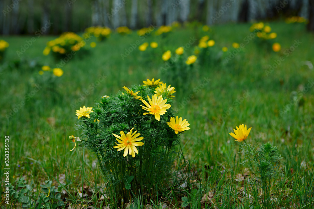 Wild spring bright yellow flower Adonis vernalis in the glades of the birch forest Wild spring bright yellow flower Adonis vernalis in the glades of the birch forest