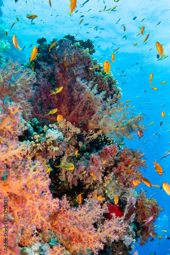 Fototapeta Naklejka Na Ścianę i Meble -  tropical coral reef