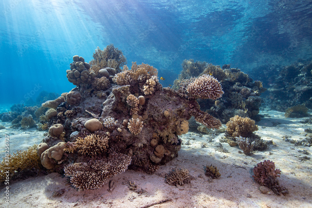 coral reef coral reef