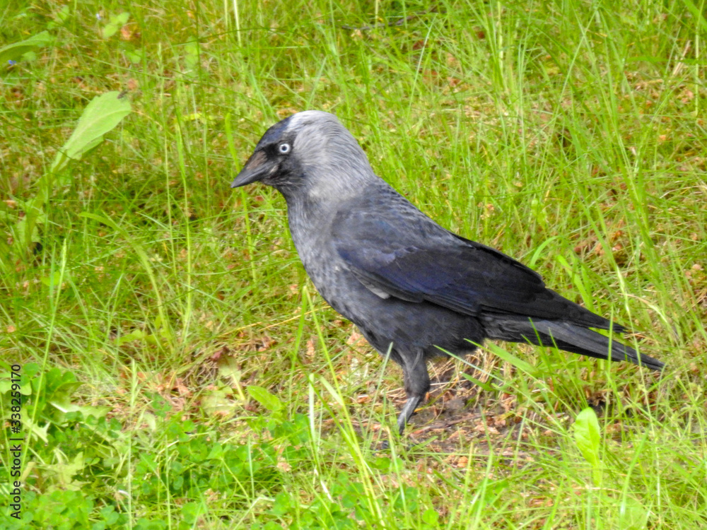 Fototapeta premium Eurasian Jackdaw in Scotland