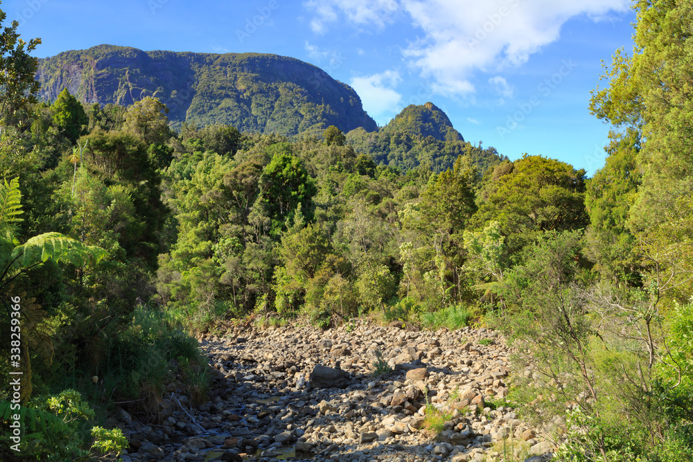 Forest landscape in the Kauaeranga Valley, Coromandel Peninsula, New Zealand., with the mountains of the Coromandel Range in the background