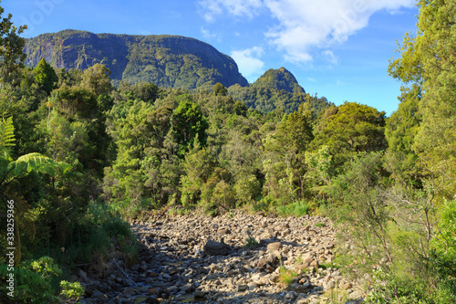 Forest landscape in the Kauaeranga Valley, Coromandel Peninsula, New Zealand., with the mountains of the Coromandel Range in the background