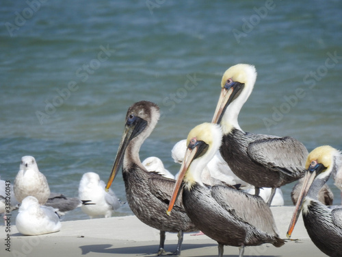 Juvenile and adult brown pelicans in New Smyrna Beach, Florida photo