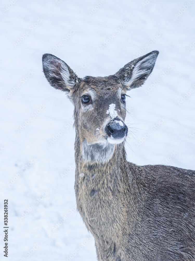 A close portrait of a young buck deer spending time in snowstorm at Minnesota
A close portrait of a young buck deer spending time in snowstorm at Minnesota