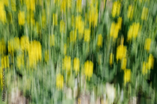 Fototapeta Naklejka Na Ścianę i Meble -  유채꽃을 틸팅기법으로 찍은 사진, 초점이 맞지 않은