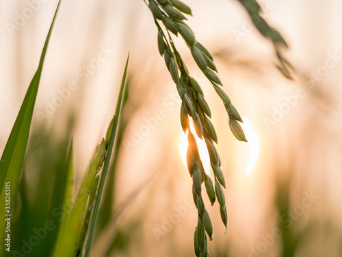 Good and beautiful rice fields at sunrise