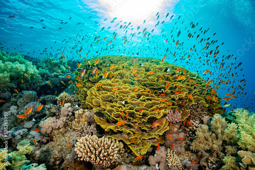 Fototapeta Naklejka Na Ścianę i Meble -  coral reef and fish
