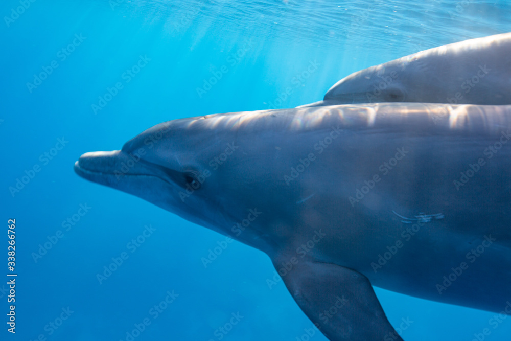 Naklejka premium dolphins 