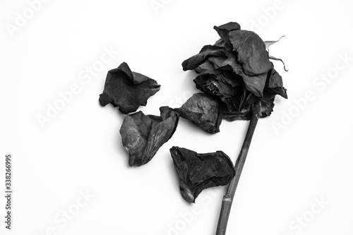 Fototapeta Naklejka Na Ścianę i Meble -  Dead rose and dried fallen petals on white background. Black and white image.