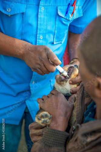 malnourished dog being wormed