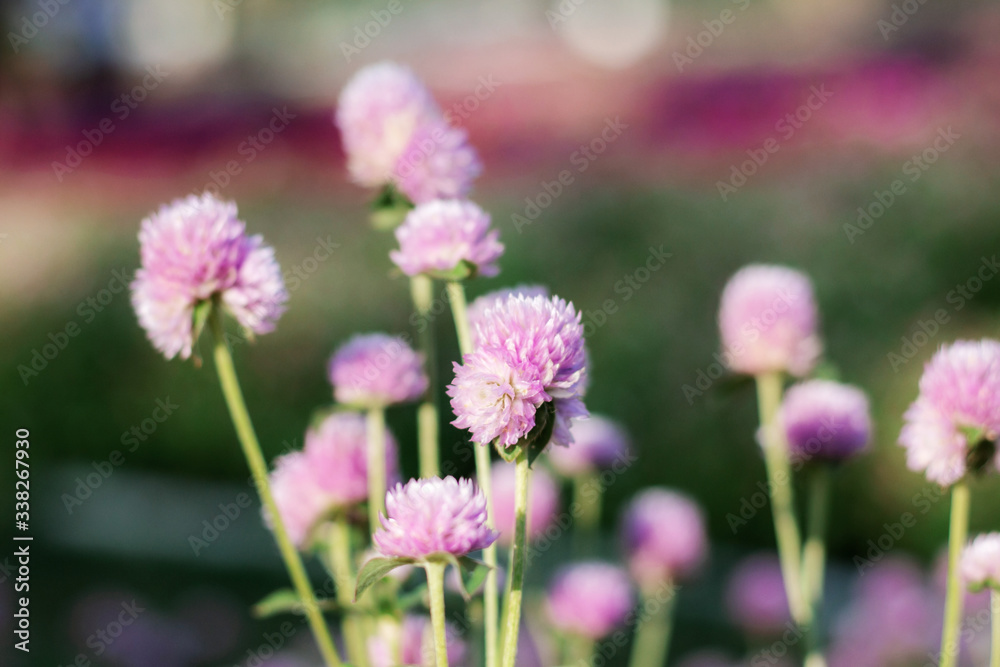 amaranth flowers with sunlight. amaranth flowers with sunlight.